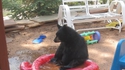 Sad bear