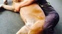Un gros chien