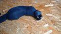 Chat lombric