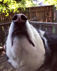Husky et papillon