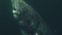 Un requin du Groënland