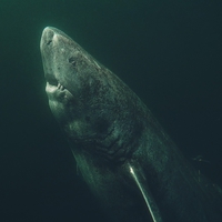 Un requin du Groënland