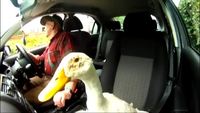 Le vieil homme et le canard