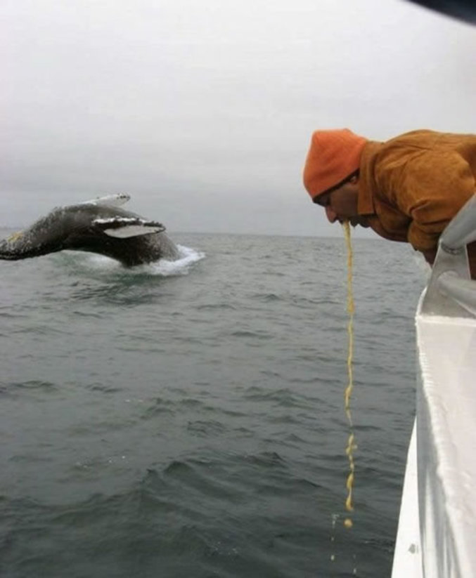 La baleine rencontre l'homme.