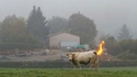 La vache qui pète du méthane