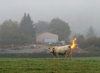 La vache qui pète du méthane