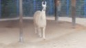 Serge le lama superstar