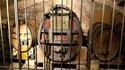 Le vin réputé le plus vieux du monde