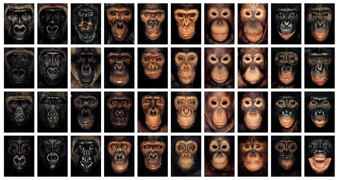 James Mollison réalise des portraits photographiques étonnants. Ici, une série sur des singes. Une autre série a été publiée sur le fichier 39310.