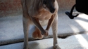 Un kangourou