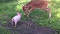 Copains comme cochons