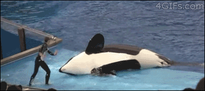 Cette orque possède le skill.
