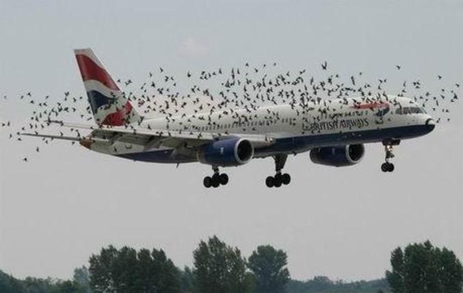 Une nuée d'oiseaux passe à côté d'un avion en plein atterrissage