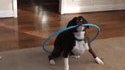 Hula hoop dog