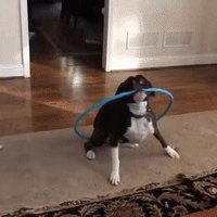 Hula hoop dog