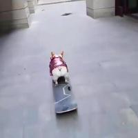 Le skate et les chiens