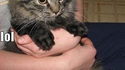 Lol cat