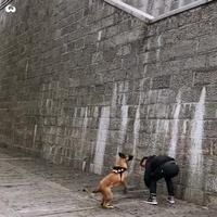 Comment grimper un mur ?