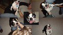 WTF dog