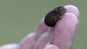 Caméléon miniature