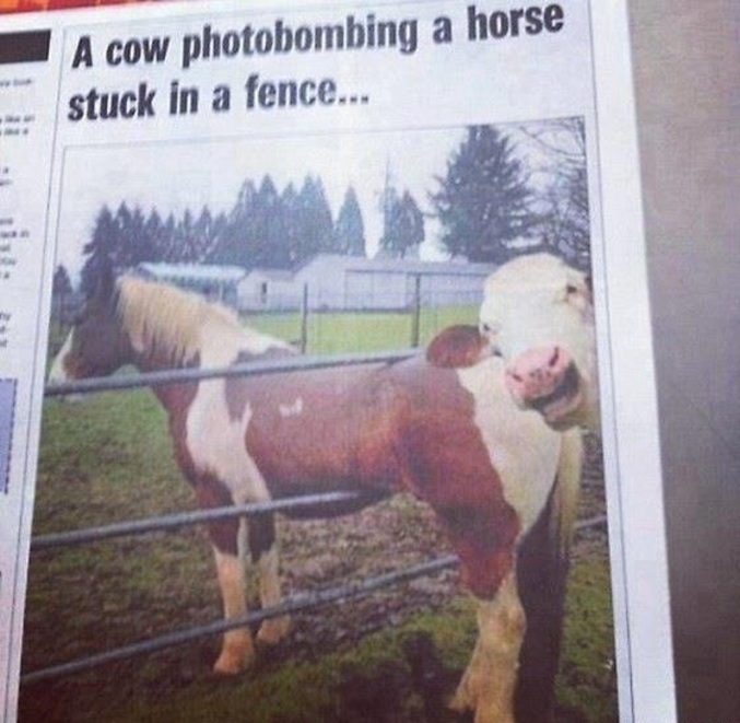 Une vache photobombe un cheval bloqué dans une barrière.