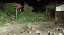Invasion de blaireaux