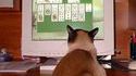 Chat solitaire