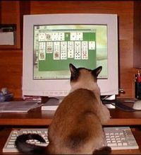 Chat solitaire
