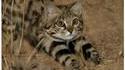 Le chat pieds noirs 