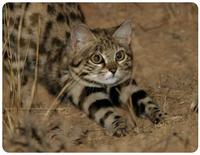 Le chat pieds noirs 