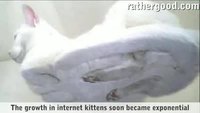 The Internet is made of cats