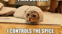 Dunecat