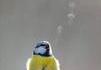 Le froid et l'oiseau