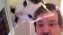 Une oreille de chat sur mesure