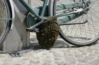 Kan Magnu se lance dans l'apiculture...