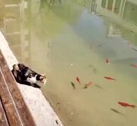 Chat chasseur sachant chasser