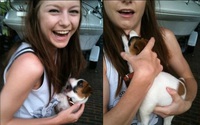 Petit chien