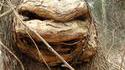 Arbre tortue ninja