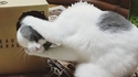 Chat magicien