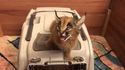 Le chant du caracal