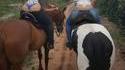 Culottes de cheval
