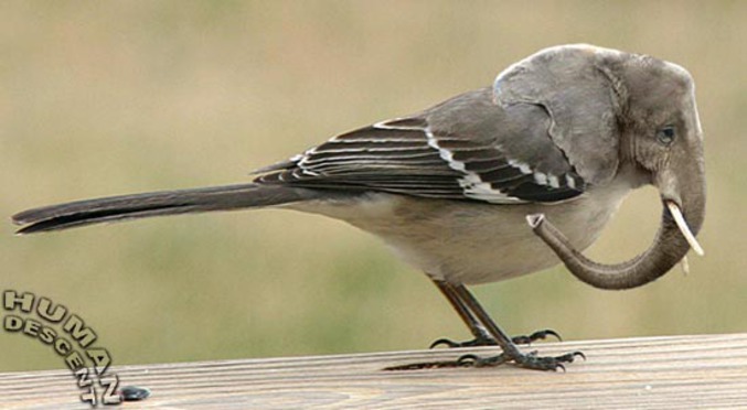 Un oiseau croisé éléphant.