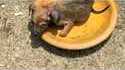 Compilation de sauvetages