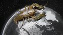 Homard géant sur une planète ?