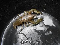 Homard géant sur une planète ?