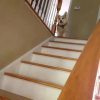 Descente de corgi