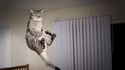 Chat zen