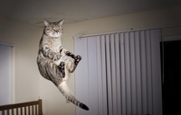 Chat zen