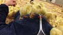 Orgie de poussins