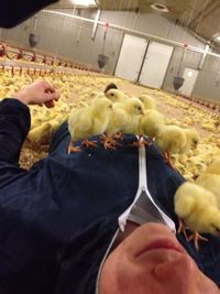 Orgie de poussins